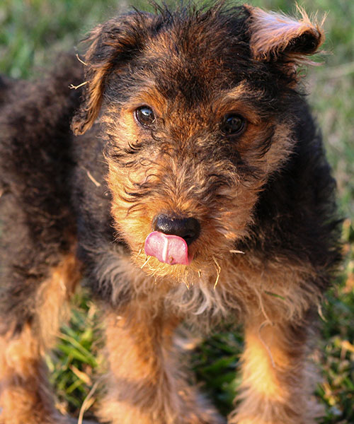 Murphy - Our Brand New Pup