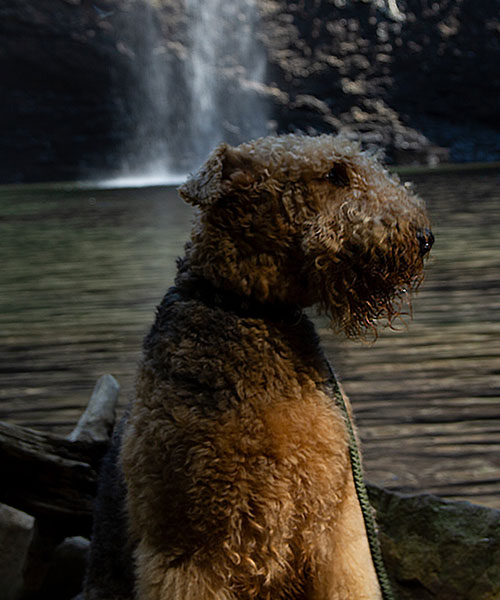 Murphy - Hiking at Foster's Falls